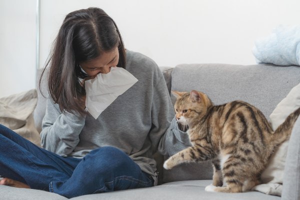 zanimivost o alergiji: veliko ljudi je alergičnih na mačke